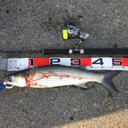 今日は、昨日より風強いいいい＾＾＾